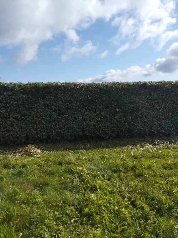 Entretien de haie chez un particulier à Châteauneuf-sur-Charente , Barbezieux-Saint-Hilaire, PASSION FLEUR ET GAZON