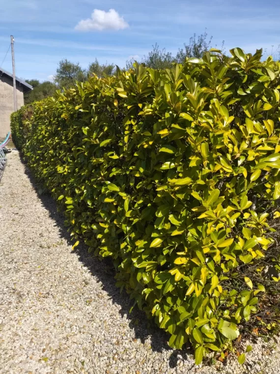 Taille et rabattage de haie à Archiac , Barbezieux-Saint-Hilaire, PASSION FLEUR ET GAZON