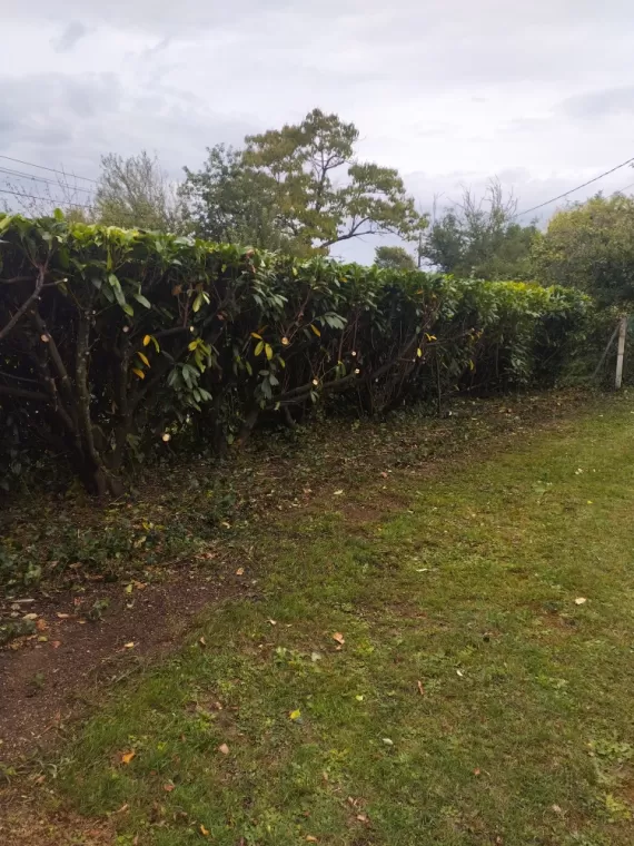 Taille et rabattage de haie à Jarnac , Barbezieux-Saint-Hilaire, PASSION FLEUR ET GAZON
