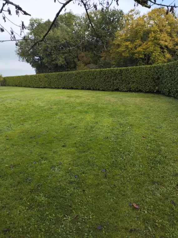Taille de haie sur barbezieux , Barbezieux-Saint-Hilaire, PASSION FLEUR ET GAZON