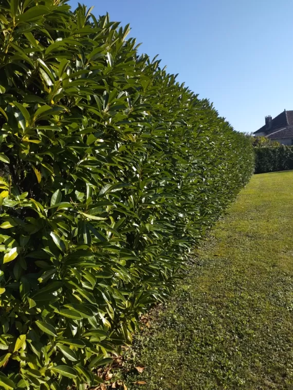 Quelle est le prix pour tailler une haie , Barbezieux-Saint-Hilaire, PASSION FLEUR ET GAZON