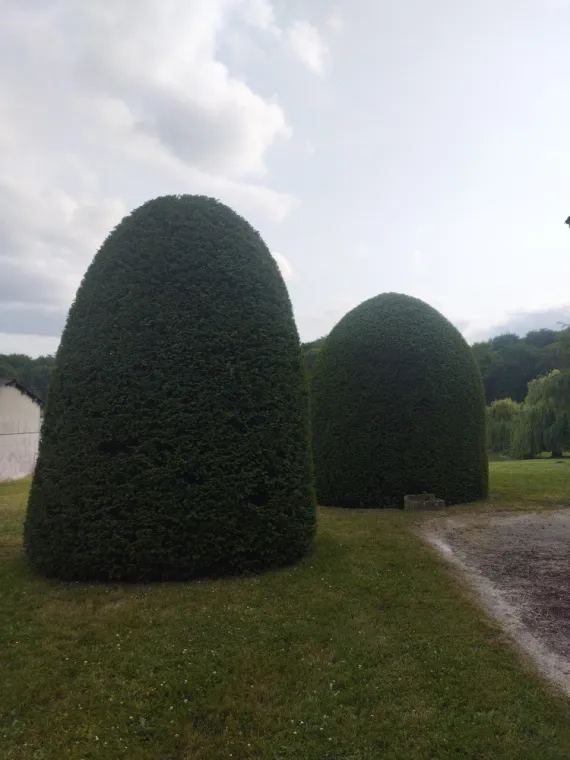 Taille et entretien d'arbres et arbustes , Barbezieux-Saint-Hilaire, PASSION FLEUR ET GAZON