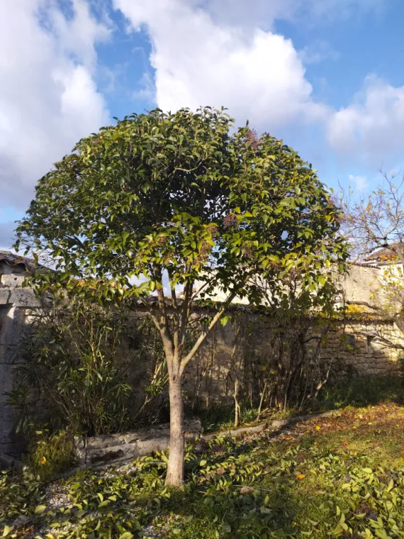 Taille et entretien d'arbres sur cognac , Barbezieux-Saint-Hilaire, PASSION FLEUR ET GAZON