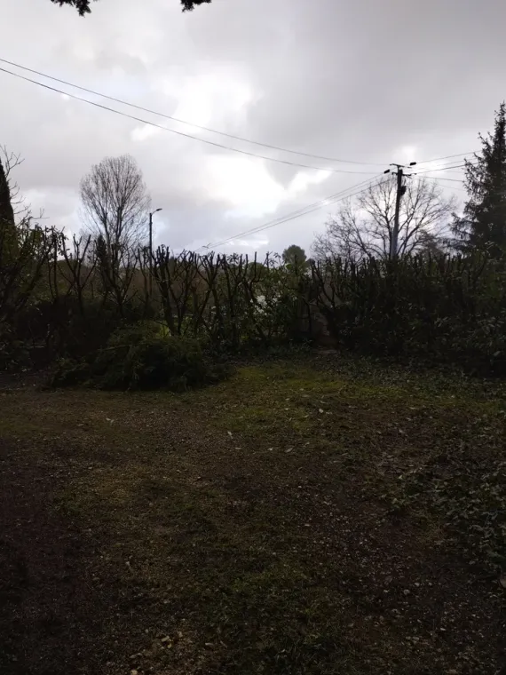 Rabattage d'une haie de lauriers à Jarnac, Barbezieux-Saint-Hilaire, PASSION FLEUR ET GAZON