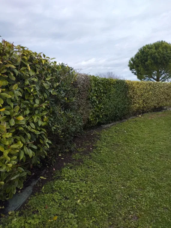 Taille et rajustement d'une haie à Jarnac, Barbezieux-Saint-Hilaire, PASSION FLEUR ET GAZON