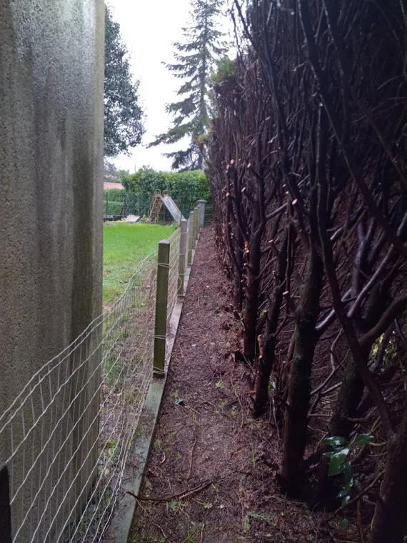 Création d'un passage derrière une haie à cognac, Barbezieux-Saint-Hilaire, PASSION FLEUR ET GAZON