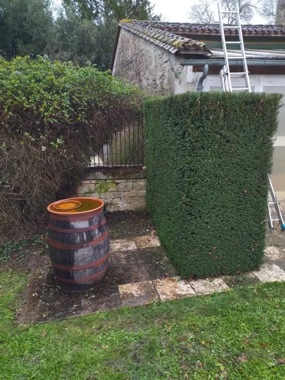Taille d'une haie à Barbezieux Saint-Hilaire, Barbezieux-Saint-Hilaire, PASSION FLEUR ET GAZON