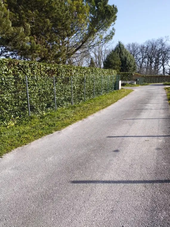 Taille d'une haie de lauriers à Barbezieux-Saint-Hilaire, Barbezieux-Saint-Hilaire, PASSION FLEUR ET GAZON