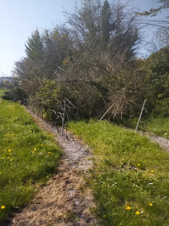 Nettoyage et abattage d'arbres sur barbezieux Saint-Hilaire, Barbezieux-Saint-Hilaire, PASSION FLEUR ET GAZON