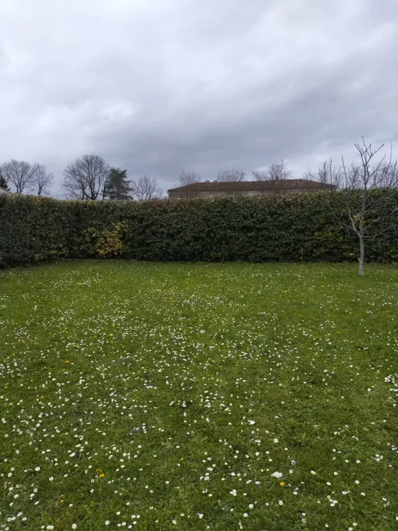 Taille et rabattage d'une haie sur Jarnac, Barbezieux-Saint-Hilaire, PASSION FLEUR ET GAZON
