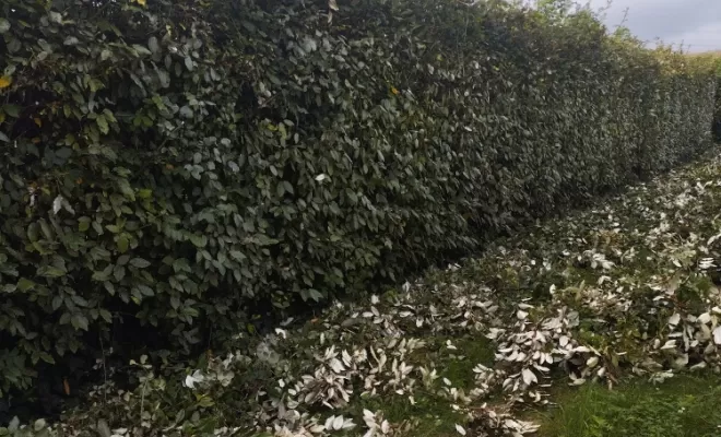 Entretien de haie chez un particulier à Châteauneuf-sur-Charente , Barbezieux-Saint-Hilaire, PASSION FLEUR ET GAZON