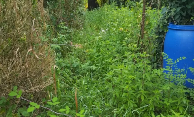 Contrat d'entretien pour parcs et jardins sur la couronne , Barbezieux-Saint-Hilaire, PASSION FLEUR ET GAZON