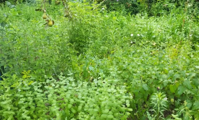 Contrat d'entretien pour parcs et jardins sur la couronne , Barbezieux-Saint-Hilaire, PASSION FLEUR ET GAZON