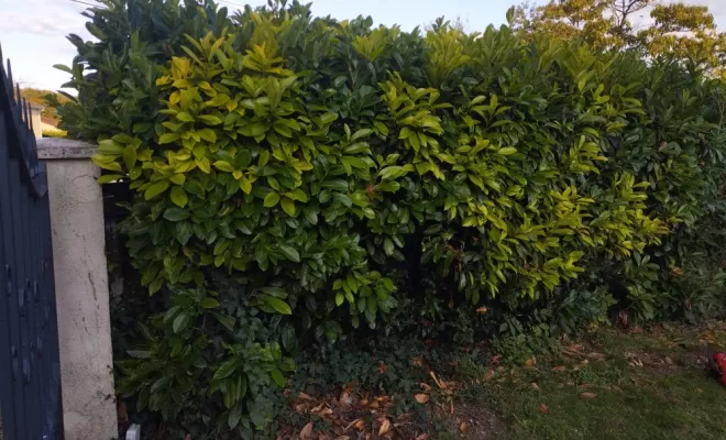 Taille et rabattage de haie à Jarnac , Barbezieux-Saint-Hilaire, PASSION FLEUR ET GAZON