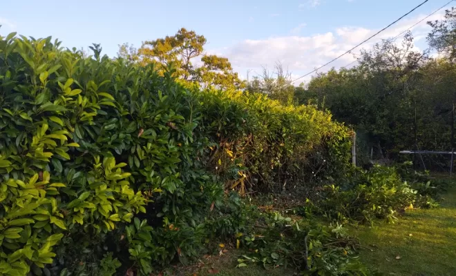 Taille et rabattage de haie à Jarnac , Barbezieux-Saint-Hilaire, PASSION FLEUR ET GAZON