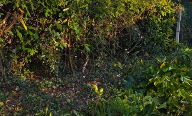 Taille et rabattage de haie à Jarnac , Barbezieux-Saint-Hilaire, PASSION FLEUR ET GAZON