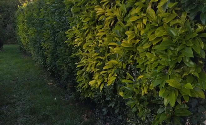 Taille et rabattage de haie à Jarnac , Barbezieux-Saint-Hilaire, PASSION FLEUR ET GAZON