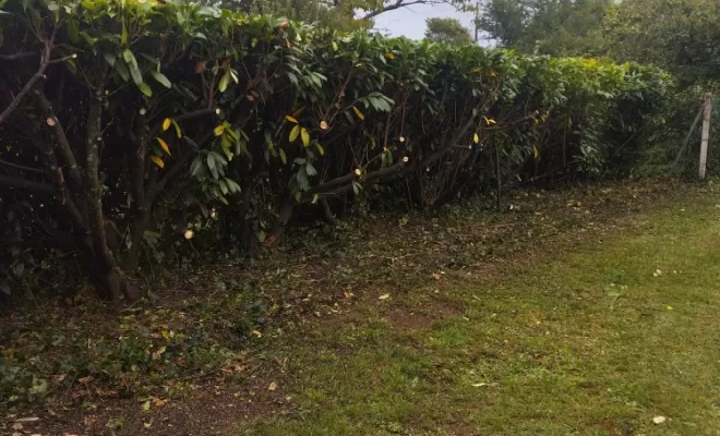 Taille et rabattage de haie à Jarnac , Barbezieux-Saint-Hilaire, PASSION FLEUR ET GAZON