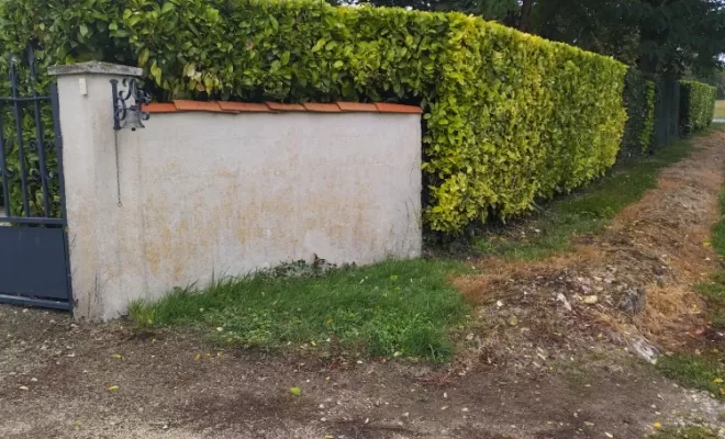 Taille de haie à Jarnac , Barbezieux-Saint-Hilaire, PASSION FLEUR ET GAZON