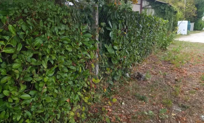 Taille de haie à Jarnac , Barbezieux-Saint-Hilaire, PASSION FLEUR ET GAZON