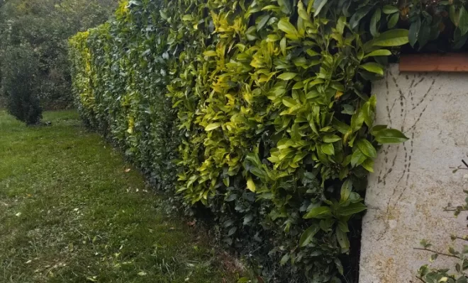 Taille et rabattage de haie à Jarnac , Barbezieux-Saint-Hilaire, PASSION FLEUR ET GAZON