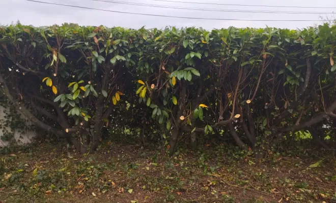 Taille et rabattage de haie à Jarnac , Barbezieux-Saint-Hilaire, PASSION FLEUR ET GAZON
