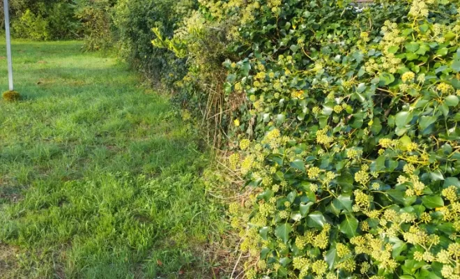 Taille de lierre à Nersac , Barbezieux-Saint-Hilaire, PASSION FLEUR ET GAZON