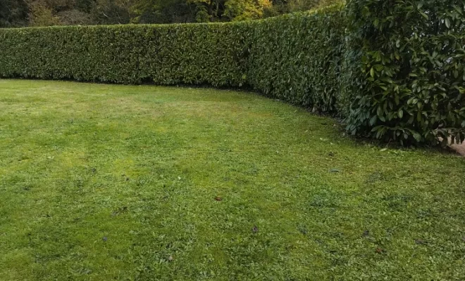 Taille de haie sur barbezieux , Barbezieux-Saint-Hilaire, PASSION FLEUR ET GAZON