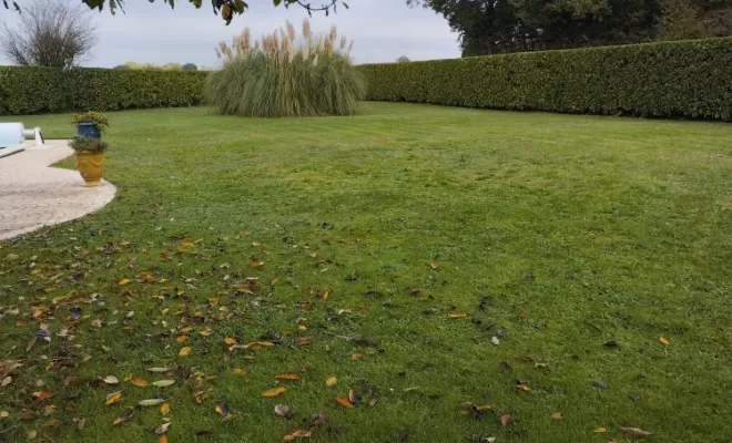 Taille de haie sur barbezieux , Barbezieux-Saint-Hilaire, PASSION FLEUR ET GAZON