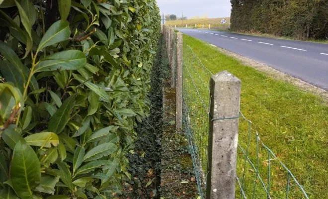 Taille de haie sur barbezieux , Barbezieux-Saint-Hilaire, PASSION FLEUR ET GAZON