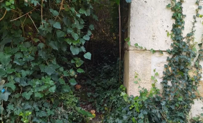 Débroussaillage et entretien à Cognac , Barbezieux-Saint-Hilaire, PASSION FLEUR ET GAZON