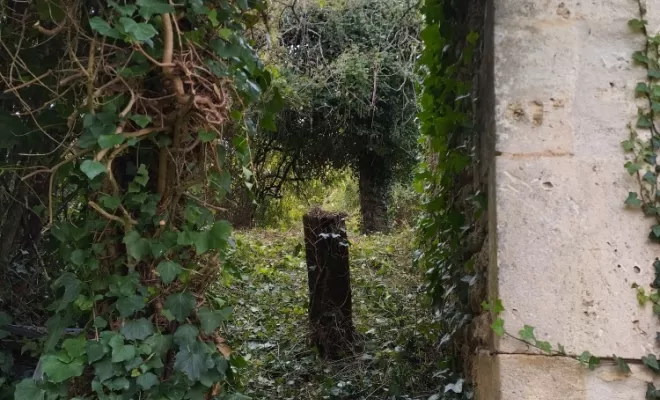 Débroussaillage et entretien à Cognac , Barbezieux-Saint-Hilaire, PASSION FLEUR ET GAZON