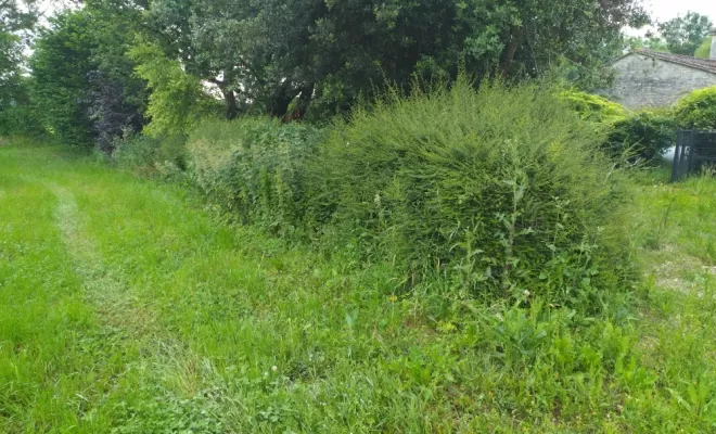 Remise en état de parcs et jardins sur Cognac , Barbezieux-Saint-Hilaire, PASSION FLEUR ET GAZON