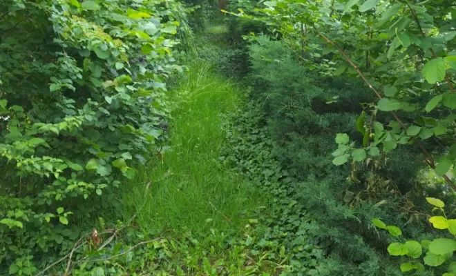 Remise en état de parcs et jardins sur Cognac , Barbezieux-Saint-Hilaire, PASSION FLEUR ET GAZON