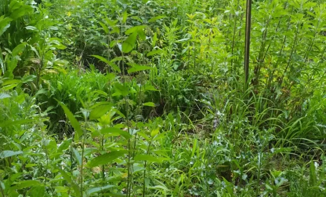 Remise en état de parcs et jardins sur Cognac , Barbezieux-Saint-Hilaire, PASSION FLEUR ET GAZON