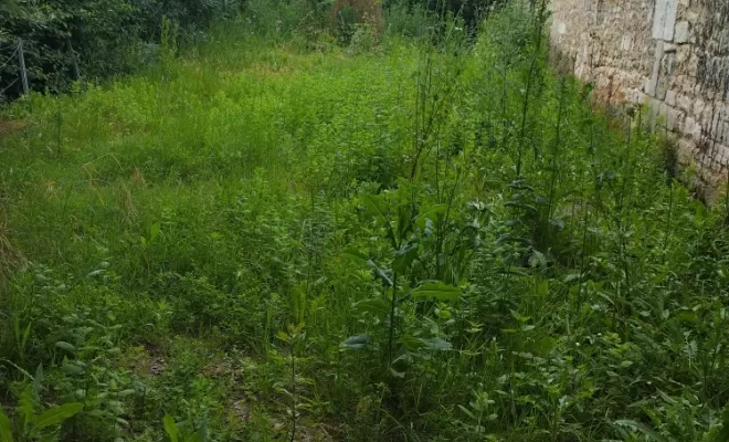 Remise en état de parcs et jardins sur Cognac , Barbezieux-Saint-Hilaire, PASSION FLEUR ET GAZON