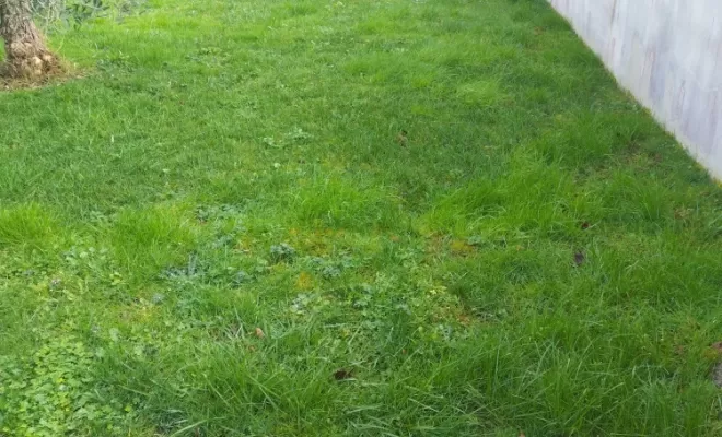 Prestations de tontes pour vos parcs et jardins sur Châteauneuf-sur-Charente , Barbezieux-Saint-Hilaire, PASSION FLEUR ET GAZON