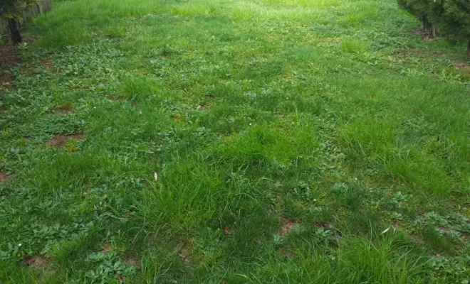 Prestations de tontes pour vos parcs et jardins sur Châteauneuf-sur-Charente , Barbezieux-Saint-Hilaire, PASSION FLEUR ET GAZON