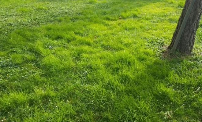 Prestations de tontes pour vos parcs et jardins sur Châteauneuf-sur-Charente , Barbezieux-Saint-Hilaire, PASSION FLEUR ET GAZON