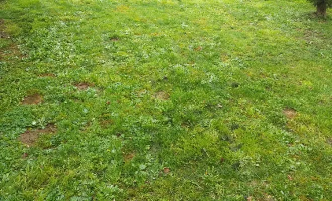 Prestations de tontes pour vos parcs et jardins sur Châteauneuf-sur-Charente , Barbezieux-Saint-Hilaire, PASSION FLEUR ET GAZON