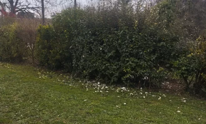 Professionnel pour taille de haie sur cognac , Barbezieux-Saint-Hilaire, PASSION FLEUR ET GAZON