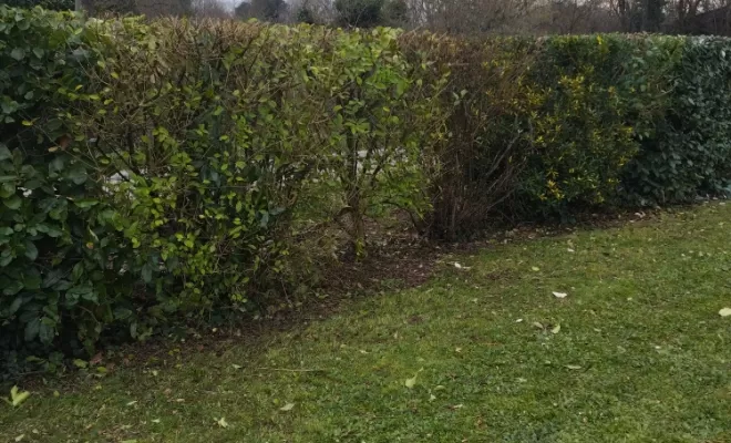 Professionnel pour taille de haie sur cognac , Barbezieux-Saint-Hilaire, PASSION FLEUR ET GAZON
