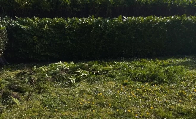 Rabattage et taille de haie sur barbezieux , Barbezieux-Saint-Hilaire, PASSION FLEUR ET GAZON