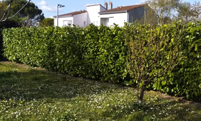Rabattage et taille de haie sur barbezieux , Barbezieux-Saint-Hilaire, PASSION FLEUR ET GAZON