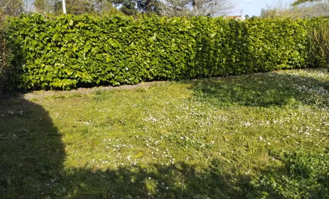 Rabattage et taille de haie sur barbezieux , Barbezieux-Saint-Hilaire, PASSION FLEUR ET GAZON