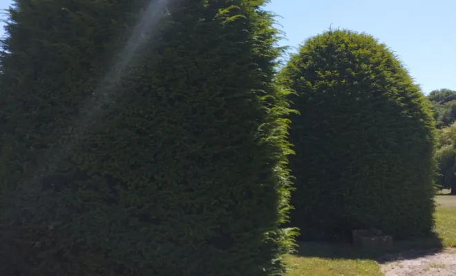 Taille et entretien d'arbres et arbustes , Barbezieux-Saint-Hilaire, PASSION FLEUR ET GAZON