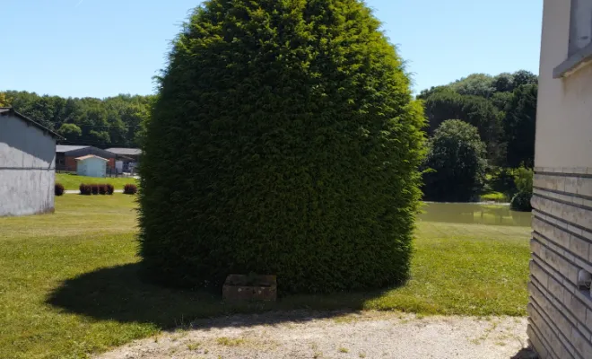 Taille et entretien d'arbres et arbustes , Barbezieux-Saint-Hilaire, PASSION FLEUR ET GAZON