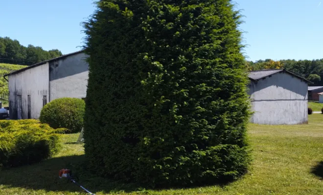 Taille et entretien d'arbres et arbustes , Barbezieux-Saint-Hilaire, PASSION FLEUR ET GAZON