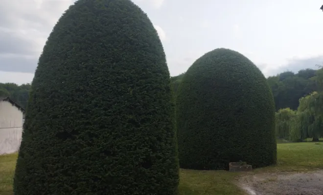 Taille et entretien d'arbres et arbustes , Barbezieux-Saint-Hilaire, PASSION FLEUR ET GAZON