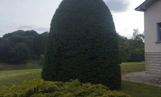 Taille et entretien d'arbres et arbustes , Barbezieux-Saint-Hilaire, PASSION FLEUR ET GAZON